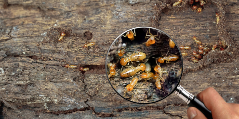 signs of termite damage in wood and ceilings