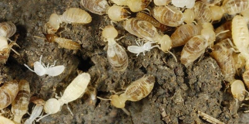why termites are a growing problem in canada