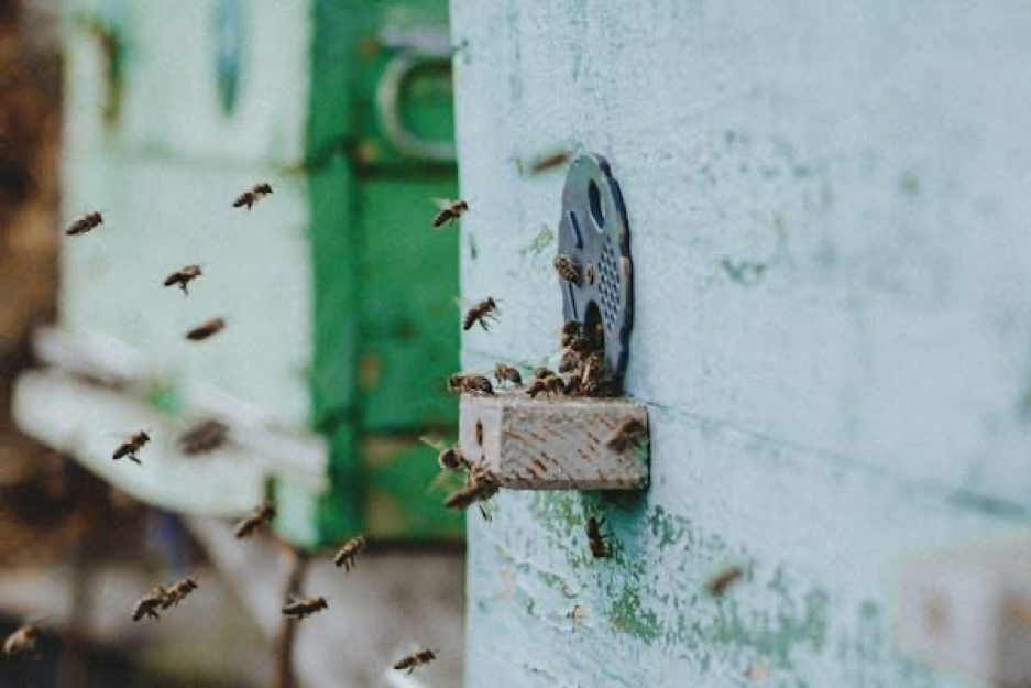 are-wasps-hunting-your-home