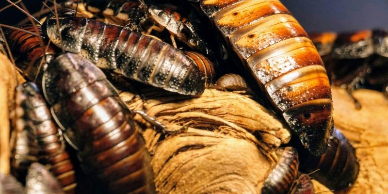 how to spot a cockroach infestation
