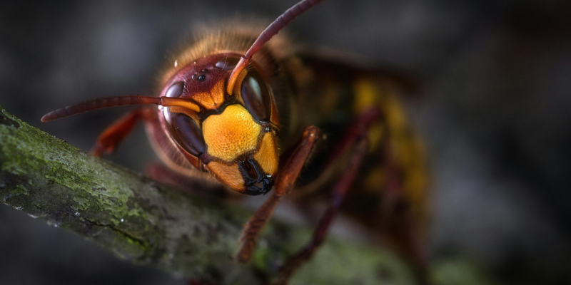 species of wasps