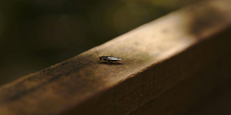 types of cockroaches found in canada
