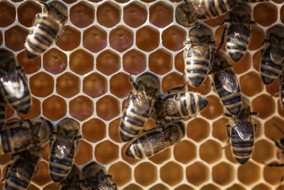 understanding-wasp-behavior