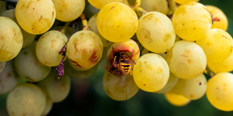 useful tips to dine wasp free this summer