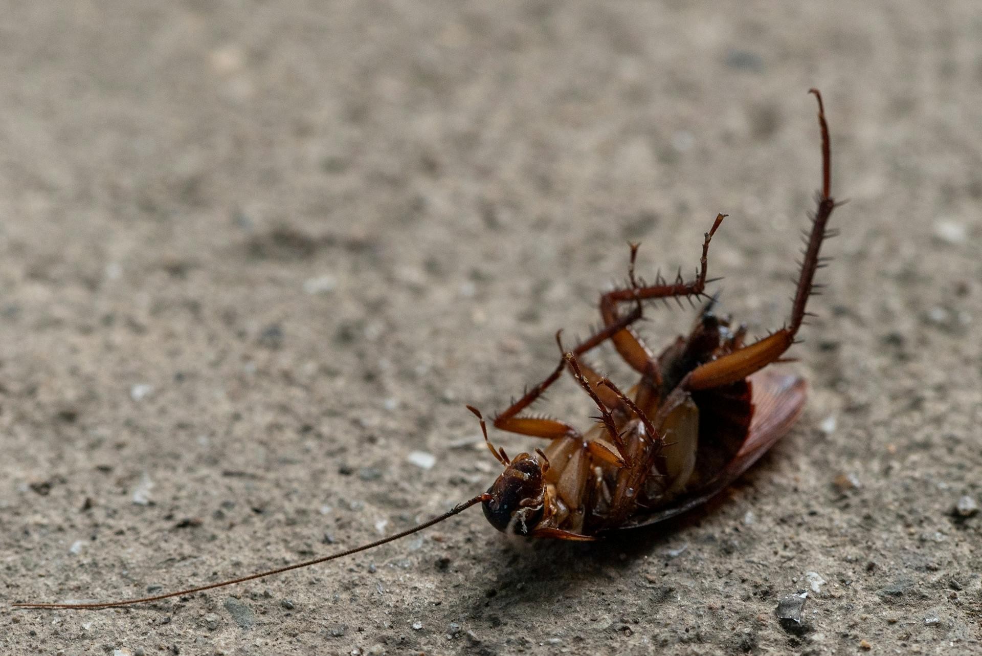 How to Get Rid of Cockroaches in Canada?
