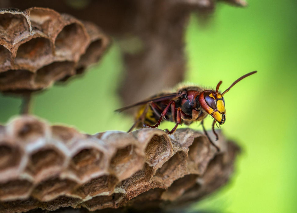 How to Prevent Wasp Nests?