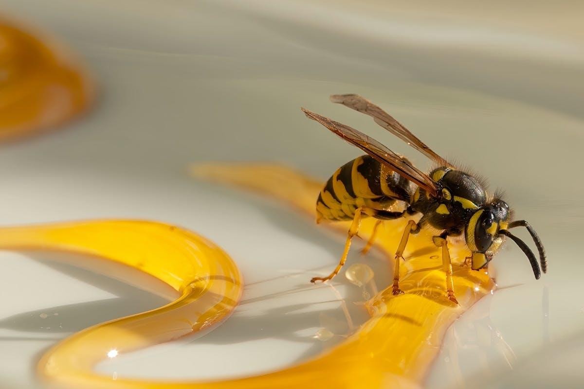 How to Dine Wasp Free this Summer?